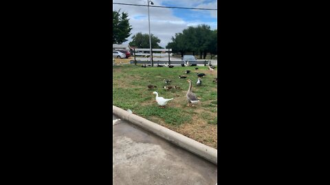 duck park