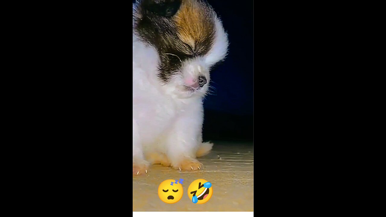 🤫Dog sleeping