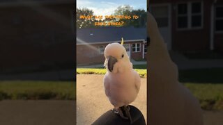 What are they saying? #cutepets #parrot #cockatoo #shorts #funnyanimals #cat #peachesthecockatoo