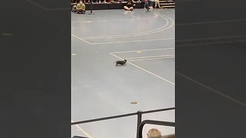 Old puppy finishes last but wins the crowd..