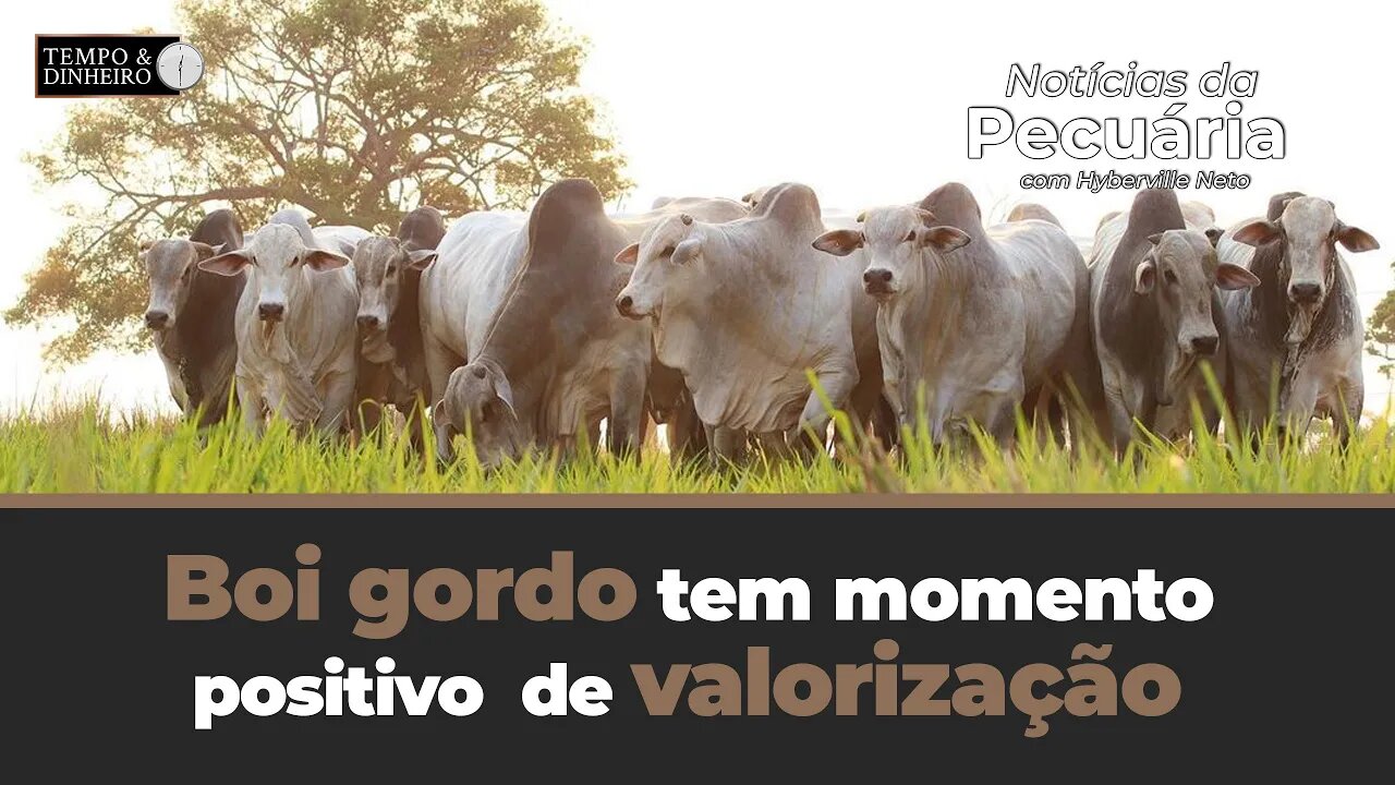 Boi gordo tem momento positivo de valorização em várias praças com encurtamento de escalas de abate