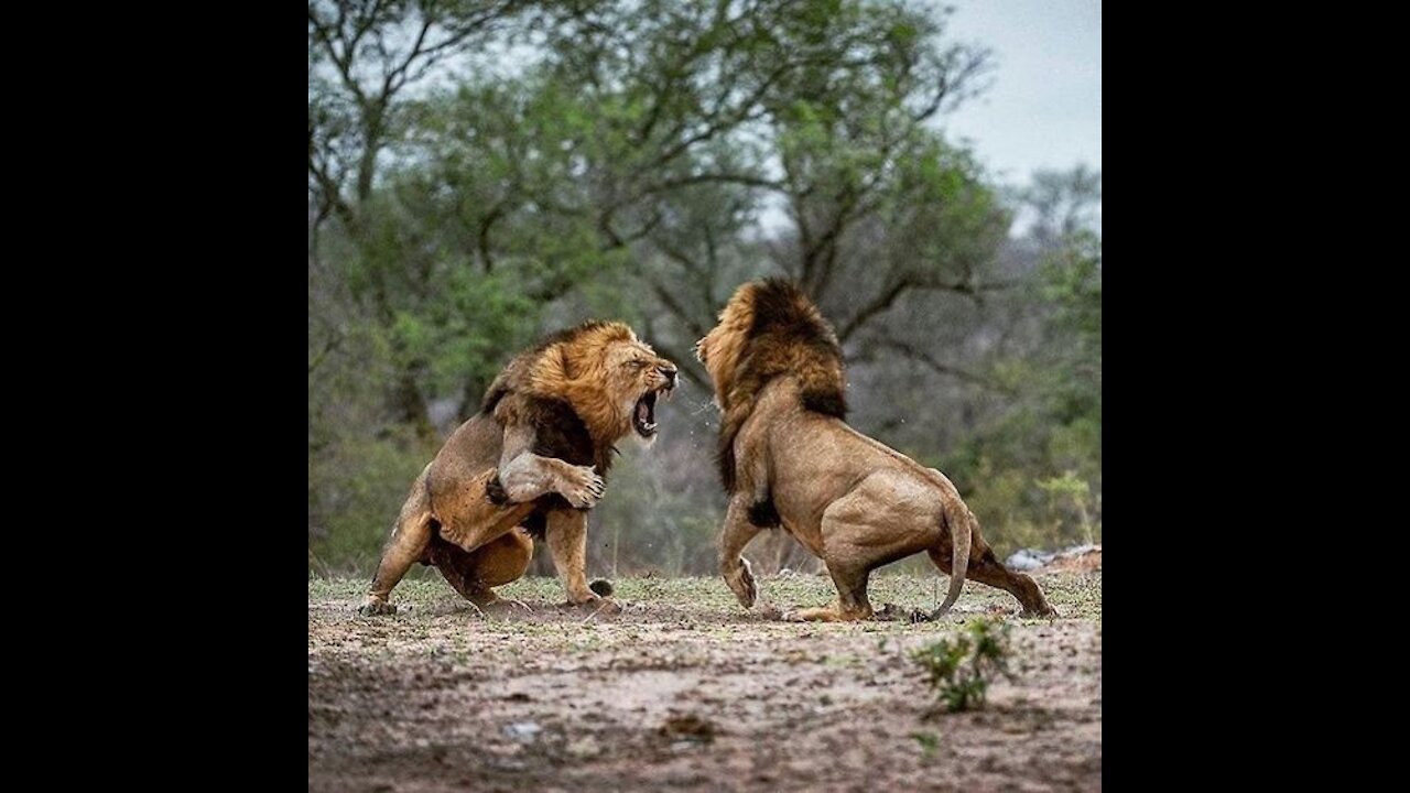 Male Lion Fight