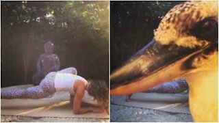 Fugl spolerer yoga-video