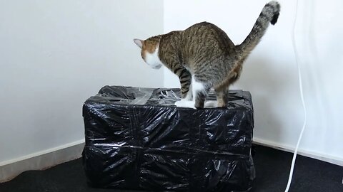 Mom, I Discovered a New Box!