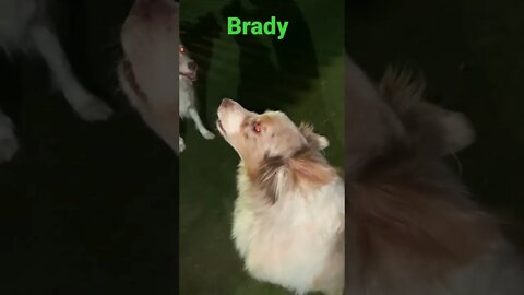 [Shorts 0134] BRADY [#dogs #doggos #doggies #puppies #dogdaycare]