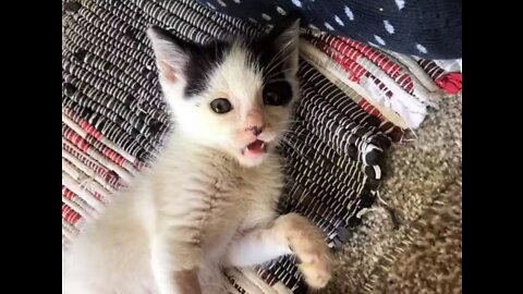 Kitten lying on side of a highway. Rescued. Heart Warming <3