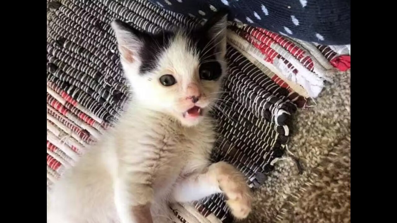 Kitten lying on side of a highway. Rescued. Heart Warming <3