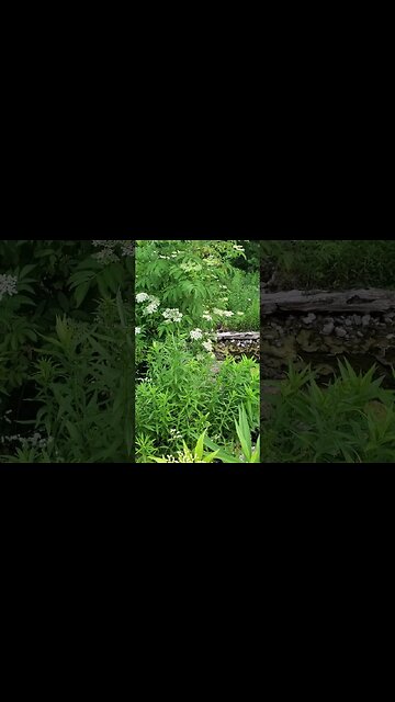 Growing WITH nature pt2: froggo