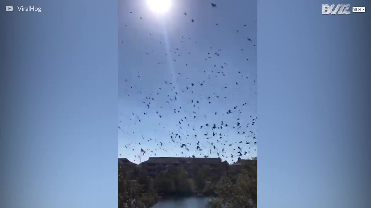 Des milliers d'oiseaux dansent dans le ciel de Géorgie