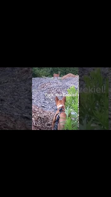 dog and deer shout