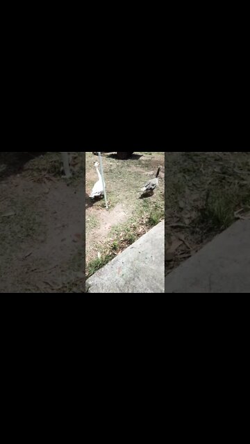 Three goslings getting big and their mum and dad 5th November