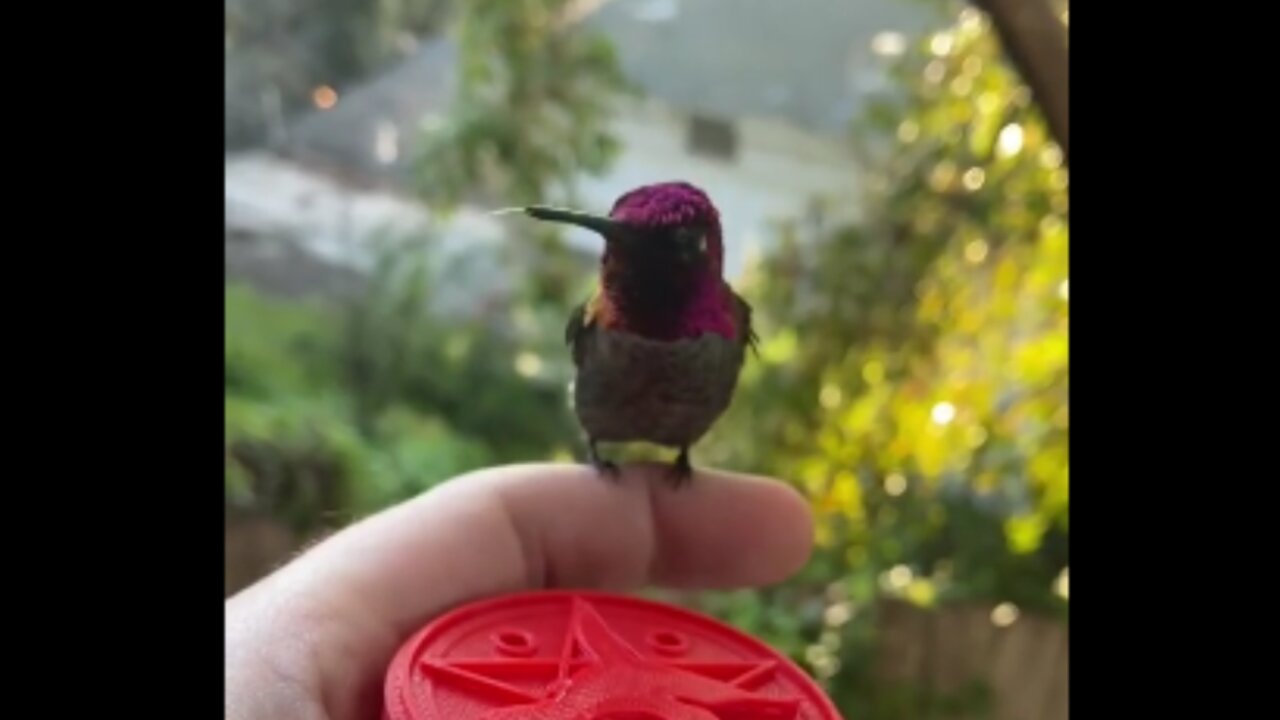 Beija flor sentando no dedo para tomar agua, vídeo engraçado