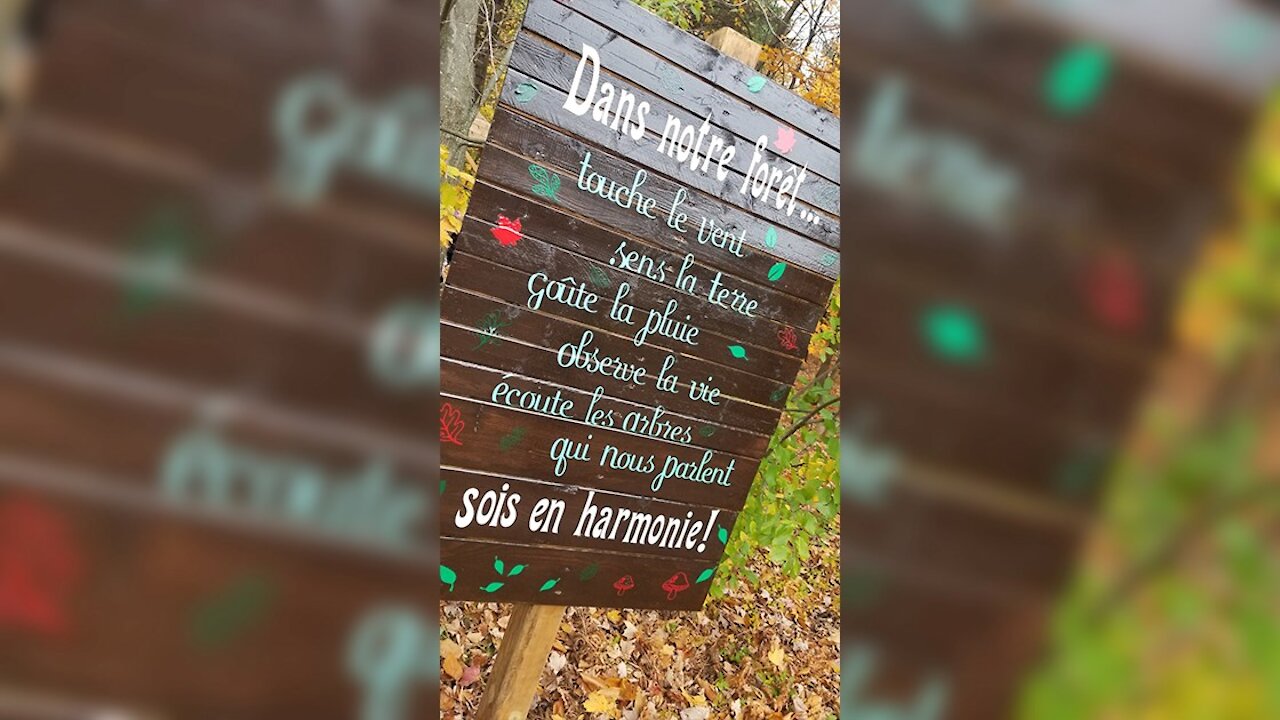 Quand la forêt devient une salle de classe