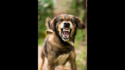 How Dogs Can Be Agressive