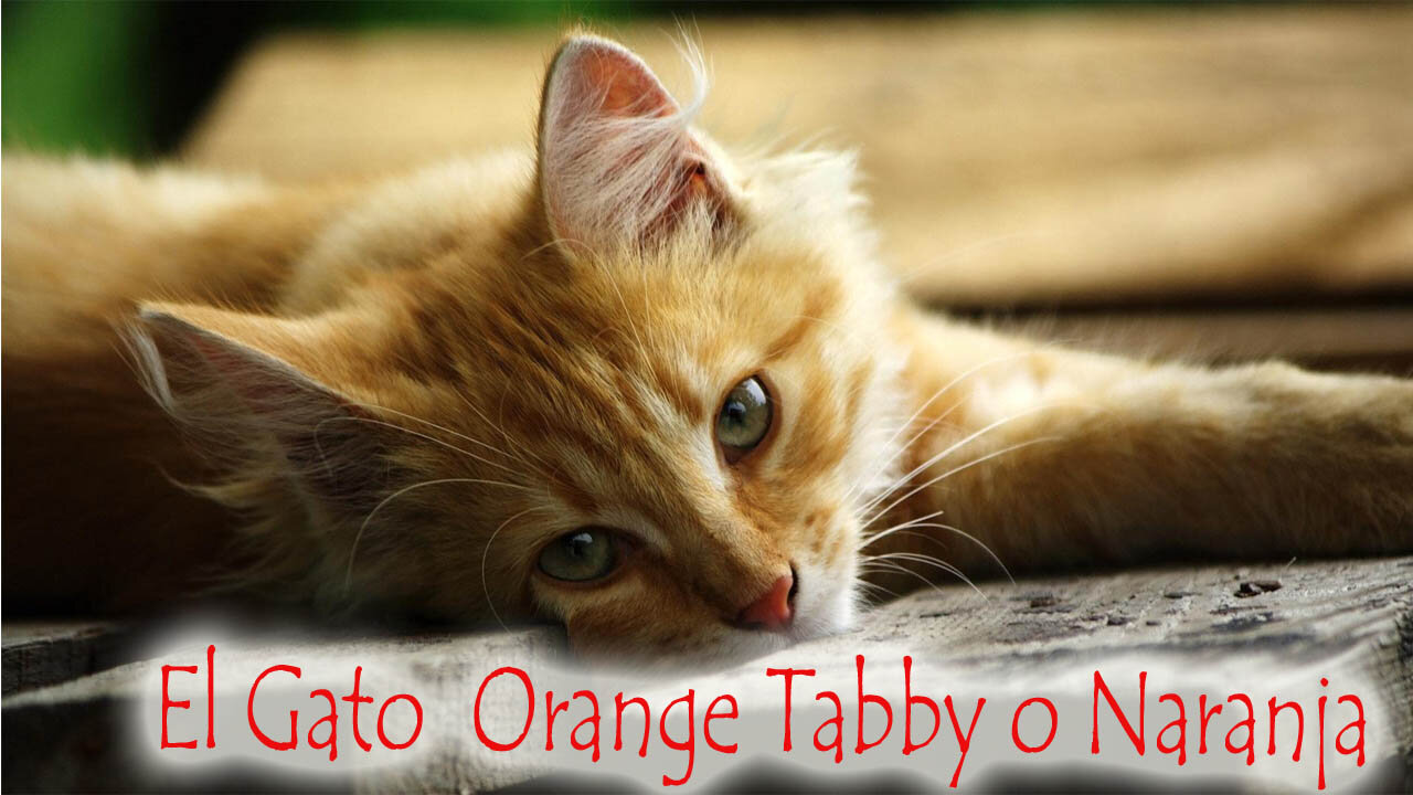 El Gato Orange Tabby o Gato Naranja 🐈- Tips y Hermosas fotos📸 WALLPAPER❤