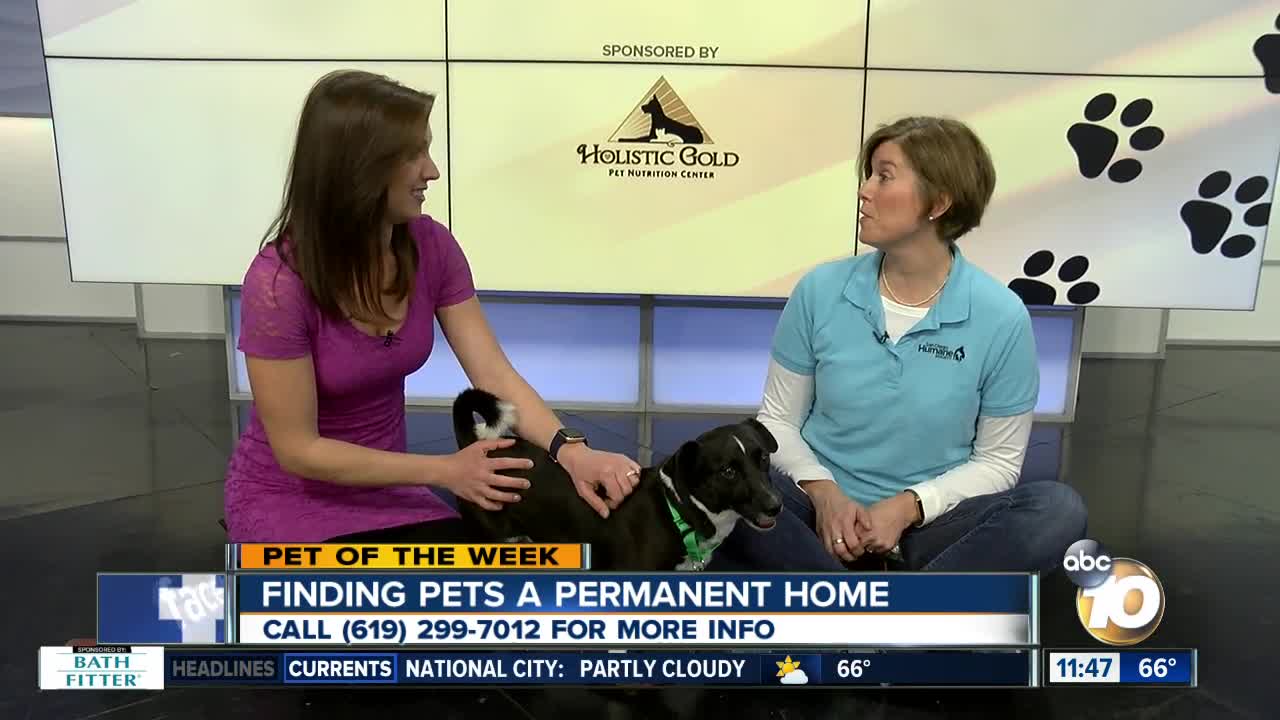 Pet of the Week: Vader