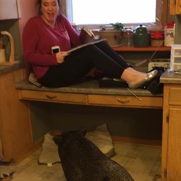 Girl Hides on Counter When Her Mom's Pet Pig Tries To “Attack” Her