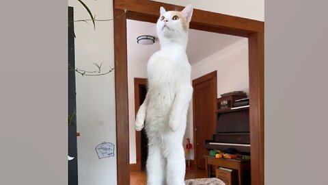 funny cat momens 🙀😹🙀😺 #funny #cat #moments
