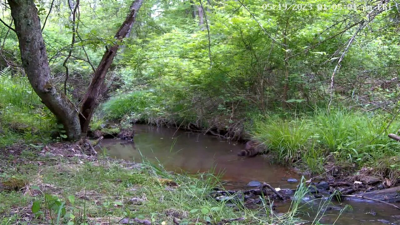 Raccoon fishing in stream on Wildlife 1 Cam 5/19/2023