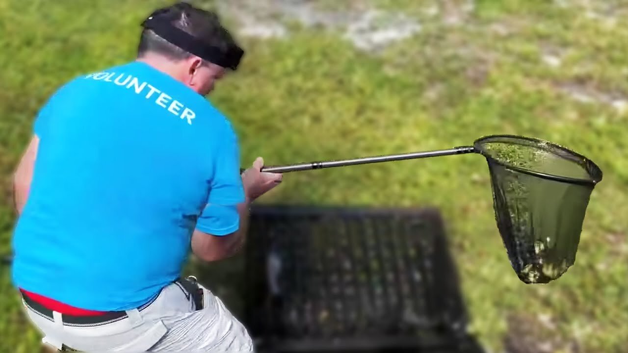 Baby Ducklings Saved From Sewer