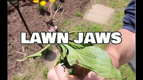 Lawn Jaws shark tooth handheld weed and root remover