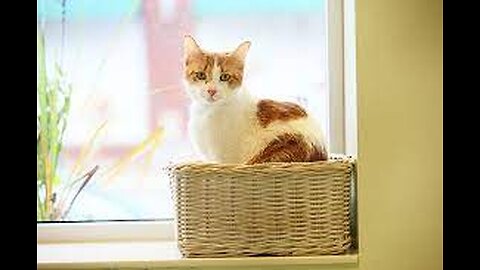 cute kitten funy HD full video|| cats video