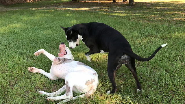 Funny Senior Great Dane Siblings Wrestle like Puppies