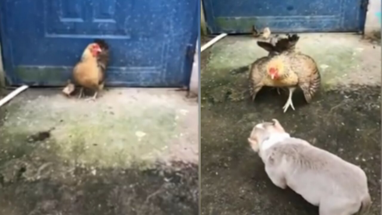 Cat funny movement and chicken