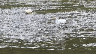 White Egret still fishing