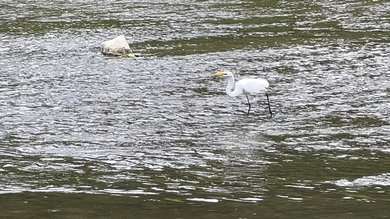 White Egret still fishing