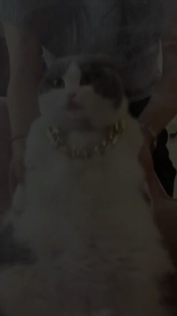 Cute Animals Cute Cat Funny Cat