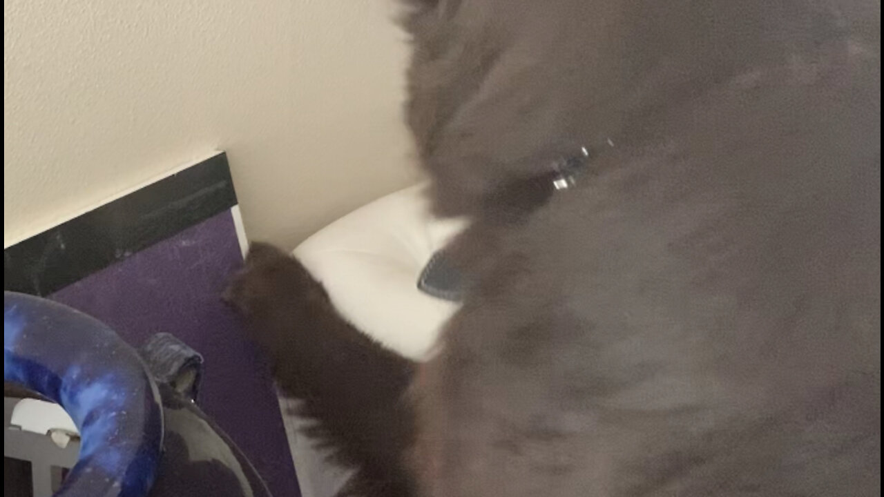 Huge Newfoundland learns to file his own nails