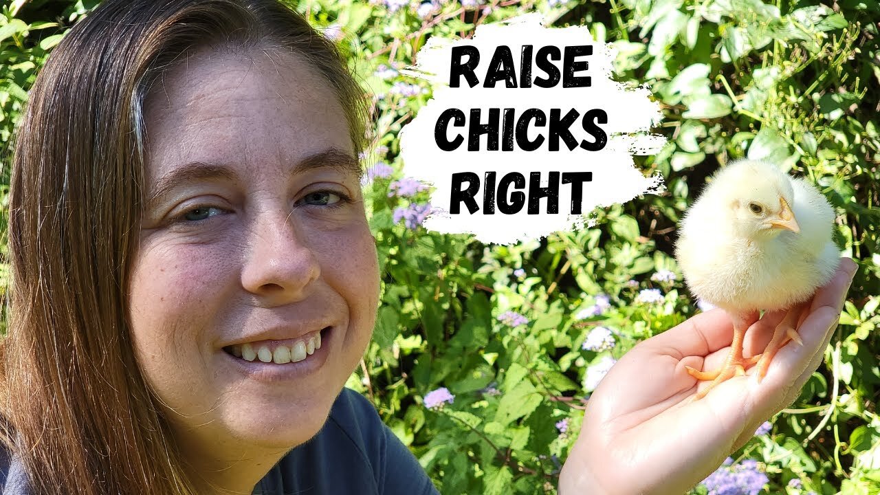 Raising Chickens For Meat | How To Care For Baby Chicks