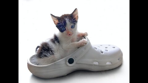 cats funny pets epic
