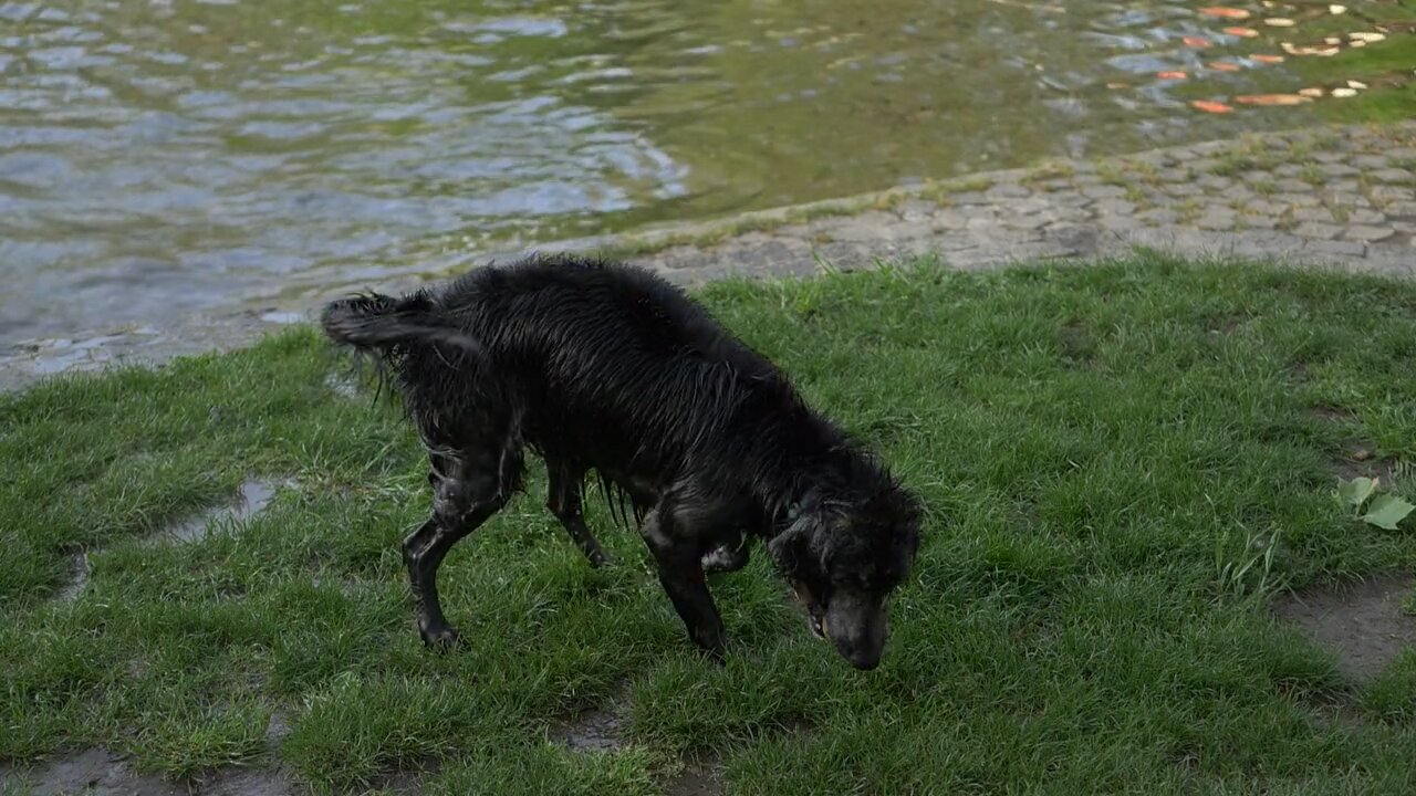 My Dog Playing Wood