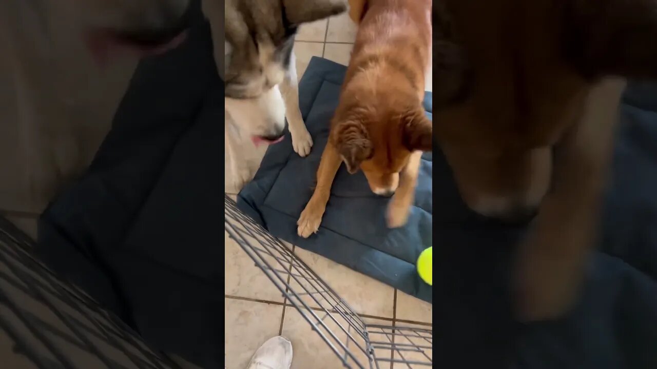 Dog won’t share his toy with little brother #husky #cutedogs #funnydogs #dogs #huskytalking #funny