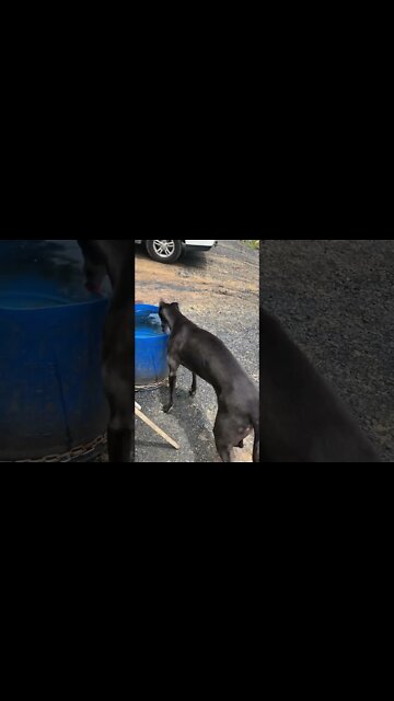 Disabled greyhound on the farm having a drink