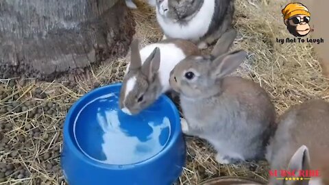 Funny And Cute Baby Bunny Rabbit Videos 🐇 Baby Animal Video Compilation