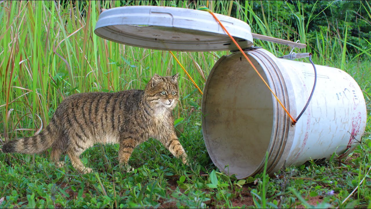 Simple Wild Cat Trap -- Wild Cat Trap Using Plastic container