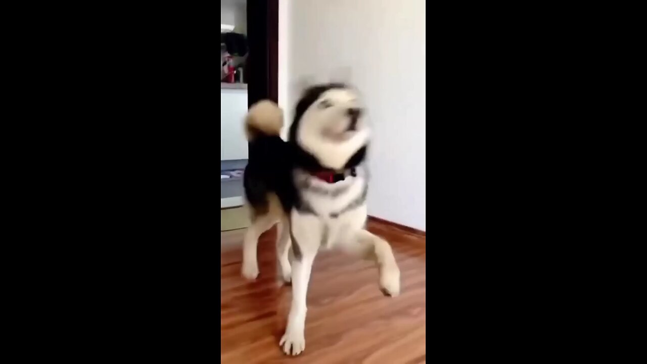 dancing dogs