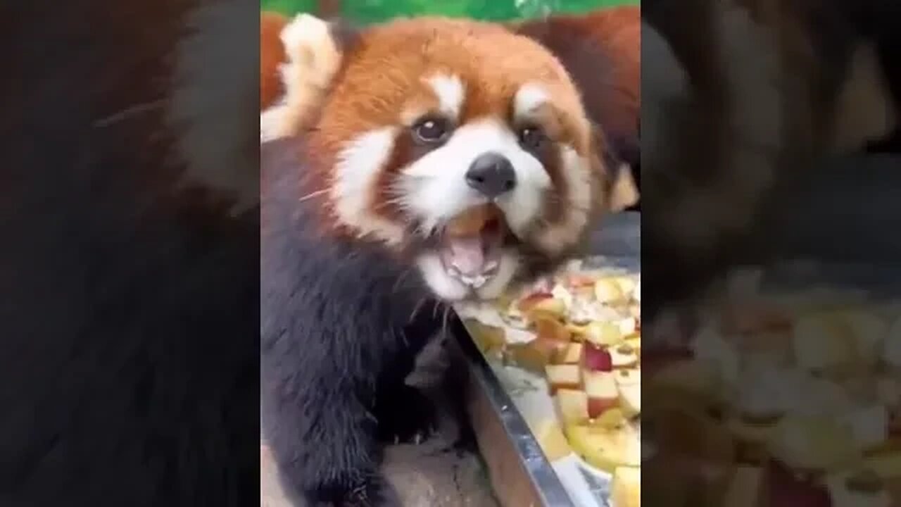 A cute adorable red panda