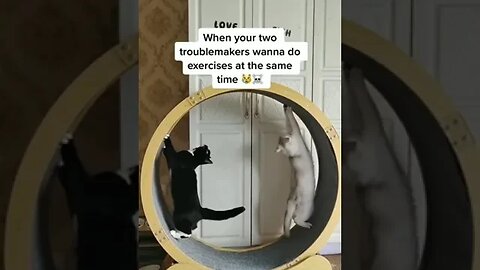 Cats try to use the exercise wheel at the same time