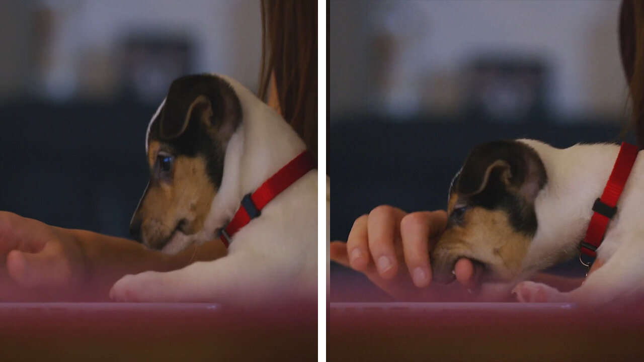 Puppy Show His Love and Affection 🐾 Adorable Way