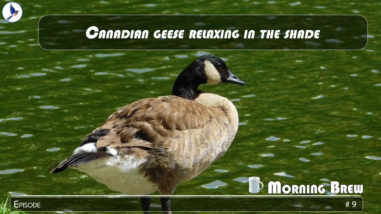 Canadian geese relaxing in the shade