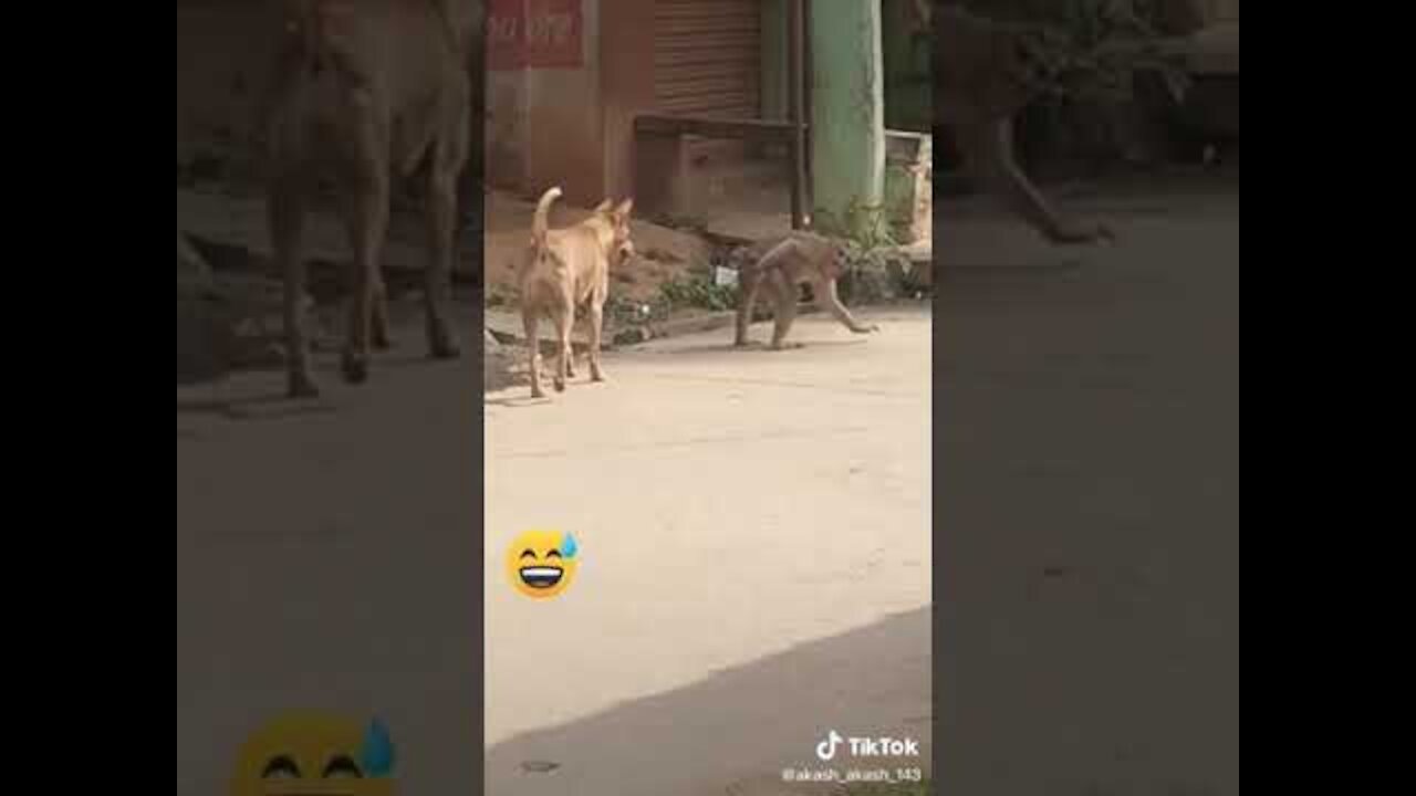 Todays Funny Animal Video that Will Make You Laugh Out Loud | Keep Laughing |