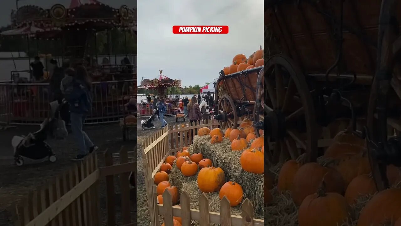 Pumpkin picking #pumpkin #farming