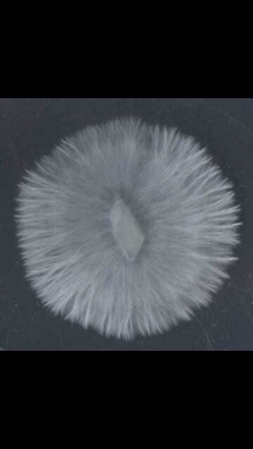 Pasteurize Hardwood Sawdust for Shiitake Mushroom Mycobags