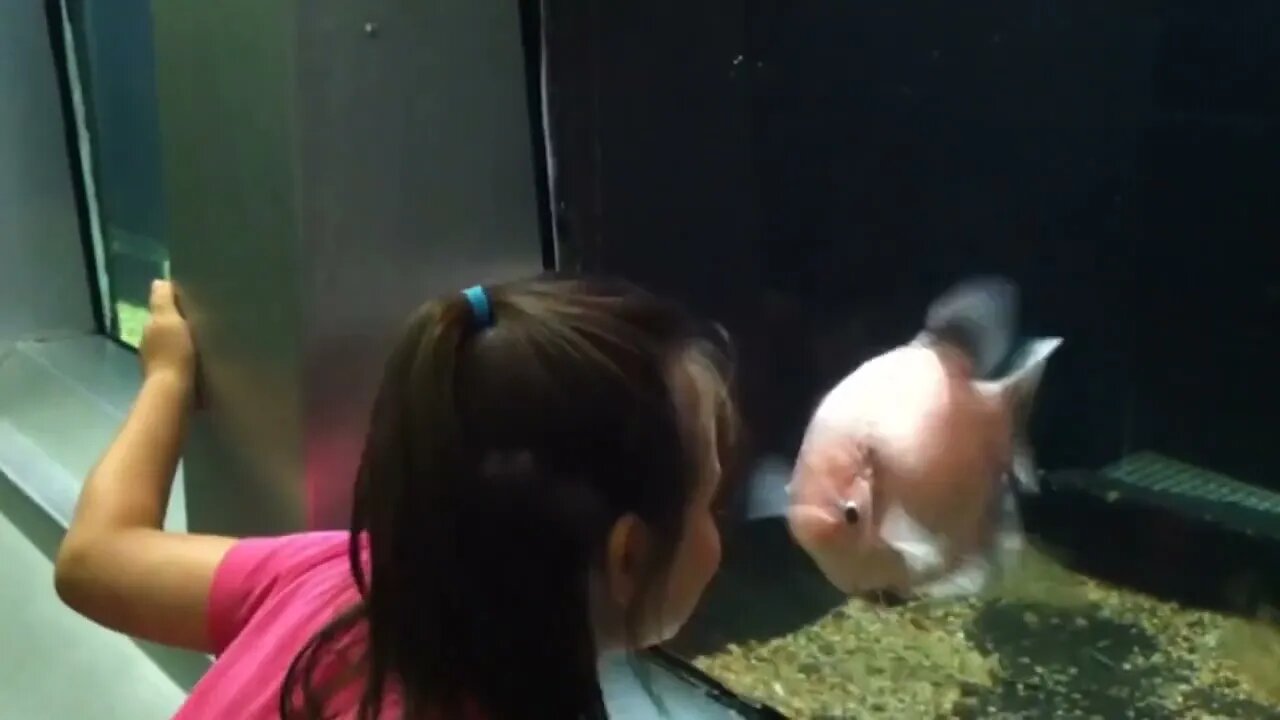 Beluga Whale is AMAZED by Tricks! | Funny Aquarium Videos