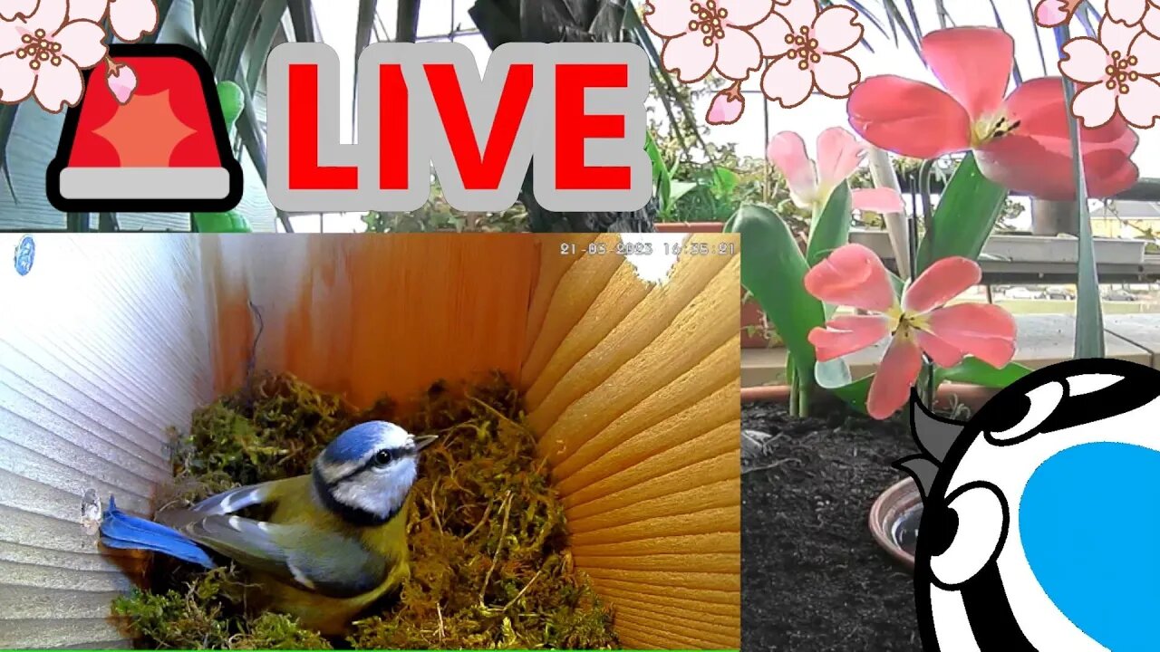 🚨LIVE🏴Bird Nest Box - Blue Tit Nest Building Stage