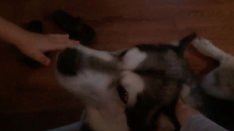 Alaskan Malamute obeys three year old's commands